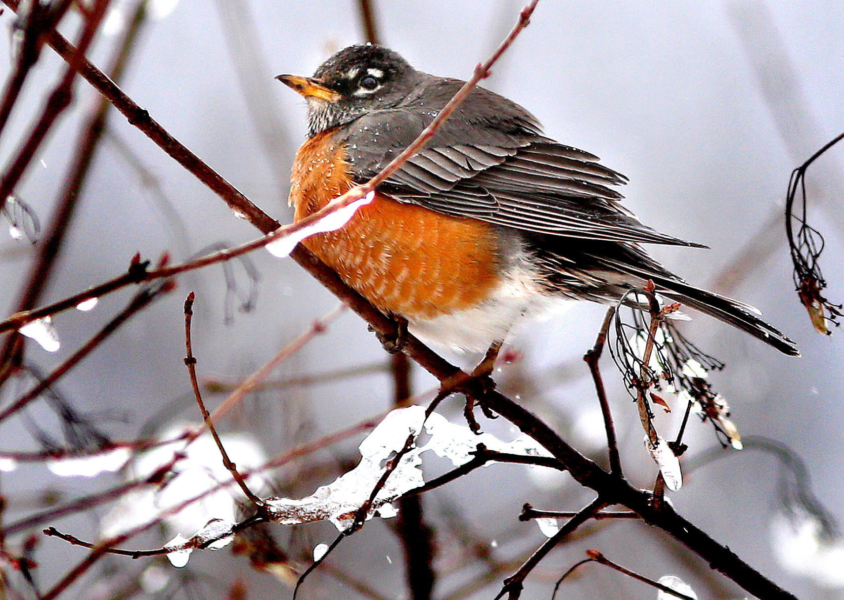 April 11: Robin